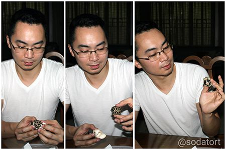 Radiated tortoise hatchling Philippines
